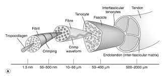Tendon diagram simple / 8.4c: Tendon Anatomy Physiopedia
