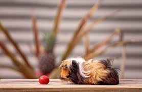 can guinea pigs eat tomatoes healthy