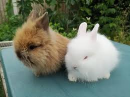 can lionhead rabbits stay outside