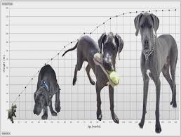 Great Dane Growth Chart Google Search For The Dogs