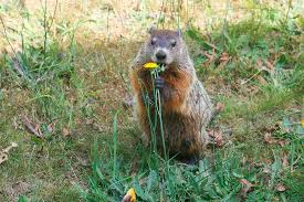 groundhog removal and control modern
