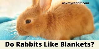 do rabbits like blankets do rabbits