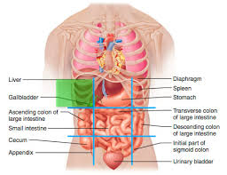 abdominopelvic regions organs
