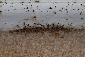 can bed bugs live in carpet make