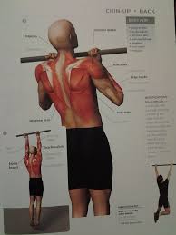 Muscle Diagram Back Chin Up Back Muscles Biceps Brachii