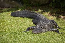 Alligators in the canal is no fish story | Opinion | scottsdale.org