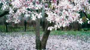 77 flowering trees with names and pictures