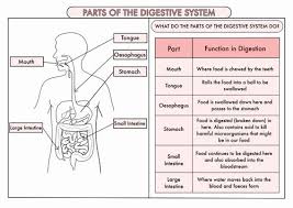 Digestion online worksheet for level 3. Digestive System Worksheet Answers Awesome 15 Best Digestive System Images On Pinterest Chessmuseu Digestive System Digestive System Worksheet Science Poster