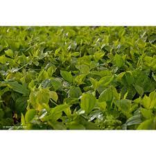 piper sarmentosum betel leaf perth