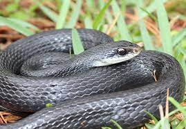 north american racer florida snake id
