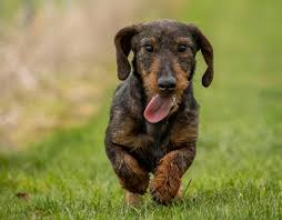 teckels the wire haired dachshund is a