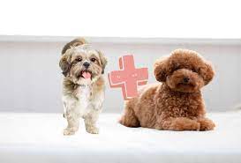 shih tzu poodle mix check this before