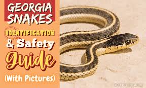 georgia snakes identification safety