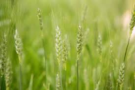 oat straw benefits dosing where to