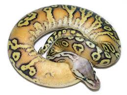 ball python care sheet reptiles