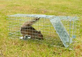 A desire to catch a squirrel may be the result of (1) wanting a furry little pet, or (2) wanting to get rid of a pesky rodent. Top 4 Best Squirrel Traps Updated In 2021