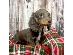 dachshund puppy chocolate id 17512