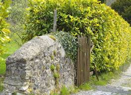Need outdoor boxwood hedge fence for decoration? Living Fence Ideas 11 Approaches To A Landscape Boundary Bob Vila