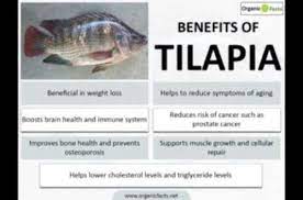 8 amazing benefits of tilapia