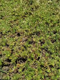 lawn burweed it is time to spray