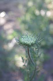 how to grow daucus chocolate lace