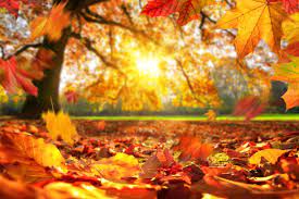 7,144,800+ Autumn Stock Photos, Pictures & Royalty-Free Images - iStock |  Autumn background, Autumn family, Autumn leaves