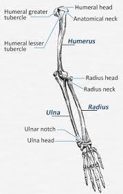 The arm is one of the body's most complex and frequently used structures. Anatomy Bones Arm Bones Human Skeleton Anatomy