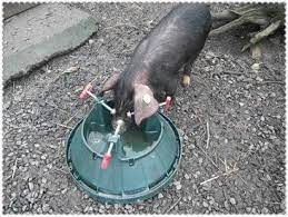 the practical guide to watering your pigs
