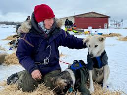 Живой блог гонок на собачьих упряжках Iditarod Trail 2024