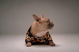 what you need to know about french bulldogs