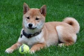 ɕiba inɯ) is a breed of hunting dog from japan. Shiba Inu Der Urtypische Japaner Mit Keckem Gesicht Deinetierwelt