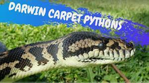 darwin carpet pythons crittacam you