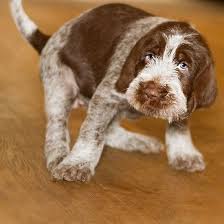 Bred by jason and haley wilkins. Brown Roan Italian Spinone Puppy Dog By Heidiannemorris Italian Spinone Puppy Dog Eyes Dogs