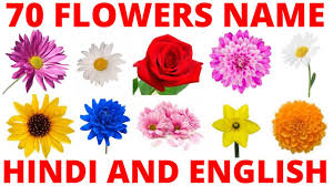 flowers name in hindi and english 20