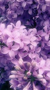 purple flowers beautiful fl