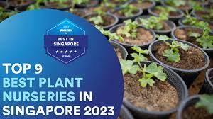 9 Best Plant Nursery Singapore For A