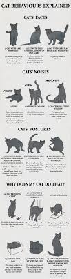 Take In These Great Cat Care Tips Cats Cat Behavior Cats