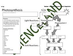 Biology Activity Cell Energy Review Photosynthesis Cellular Respiration