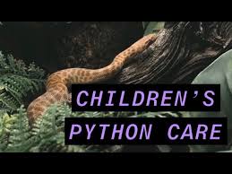first albino darwin carpet python