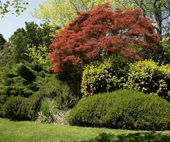 No garden without a tree! 5 Fast Growing Shade Trees Australia Australian House And Garden