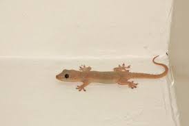 get rid of lizards from home and garden