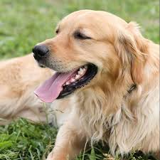 Occasionally older pups or retiring adults. How To Pick A Golden Retriever Puppy From The Litter 6 Helpful Tips Golden Hearts