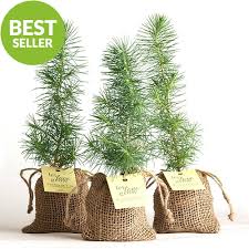 pine tree plant favor burlap pouch at