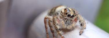how long do spiders live spider life