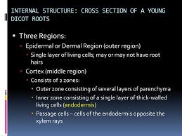 ppt external structure of roots