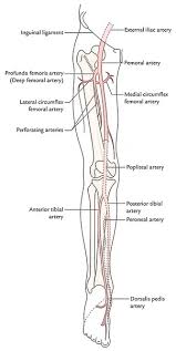 Easy Notes On Lower Limb Learn In Just 4 Minutes