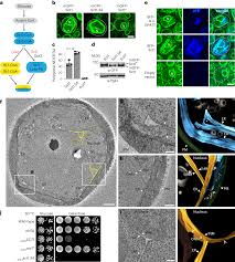 lipid saturation controls nuclear