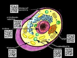 Biologycorner.com animal cell coloring answer key : Animal Cell In Color Page 1 Line 17qq Com
