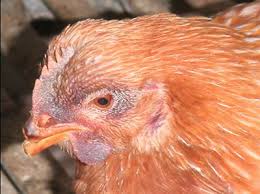 There were a few cases where one infected person caught the bird flu virus from another person, but only after close personal contact. Nadis National Animal Disease Information Service