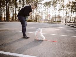 Find fresh ads in community in jacksonville, nc. Wilmington Nc Dog Training By Aviddog Training